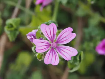 Velzeke (België)